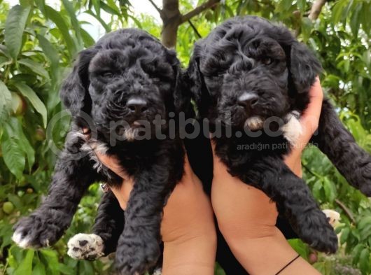 Black Poodle Zari̇f Bebekler görsel