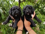 Black Poodle Zari̇f Bebekler