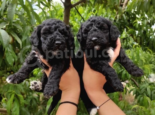 Black Poodle Zari̇f Bebekler görsel