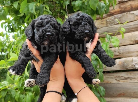 Black Poodle Zari̇f Bebekler görsel