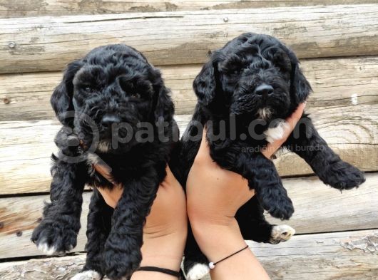 Black Poodle Zari̇f Bebekler