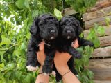 Black Poodle Zari̇f Bebekler