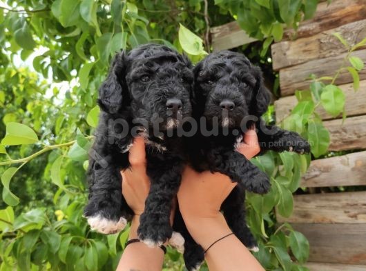 Black Poodle Zari̇f Bebekler görsel