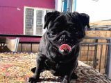 Sevi̇mli̇ Irk Pug Mops