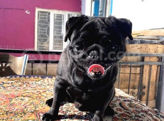 Sevi̇mli̇ Irk Pug Mops görsel