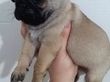 Sevi̇mli̇ Irk Pug Mops