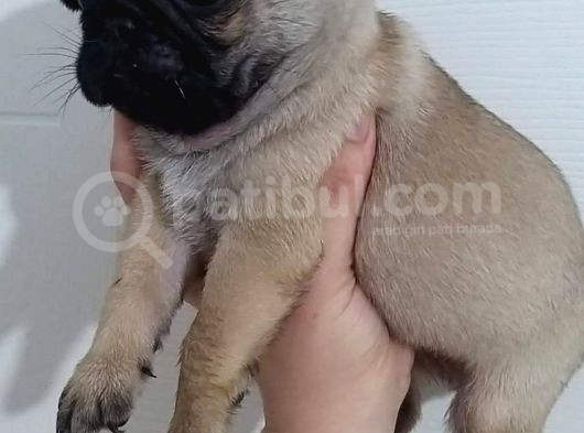Sevi̇mli̇ Irk Pug Mops görsel