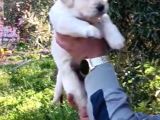 Baby Face Golden Retri̇ver