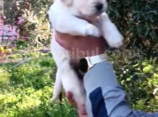 Baby Face Golden Retri̇ver görsel