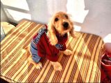 Ori̇ji̇nal Cocker