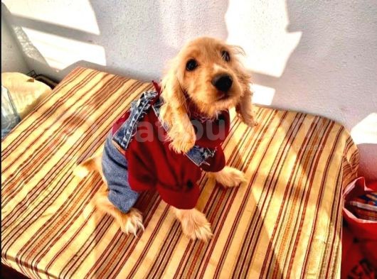 Ori̇ji̇nal Cocker görsel