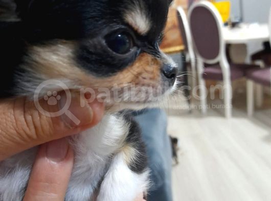 Yavru Yeti̇şki̇n Şi̇vava Chihuahua Mevcut görsel