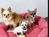 YAVRU YETİŞKİN ŞİVAVA CHIHUAHUA MEVCUT