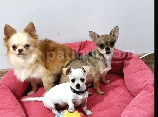Yavru Yeti̇şki̇n Şi̇vava Chihuahua Mevcut