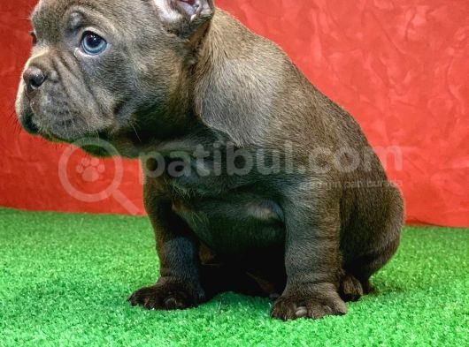 Muhteşem Anatomi̇de Erkek French Bulldog Blue Yavrumuz