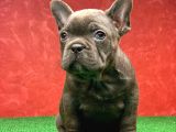 Muhteşem Anatomi̇de Erkek French Bulldog Blue Yavrumuz
