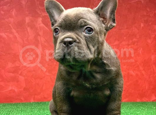 Muhteşem Anatomi̇de Erkek French Bulldog Blue Yavrumuz görsel