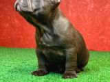 Muhteşem Anatomi̇de Erkek French Bulldog Blue Yavrumuz