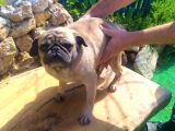 SEVİMLİ IRK PUG MOPS