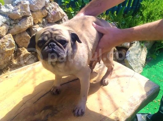Sevi̇mli̇ Irk Pug Mops