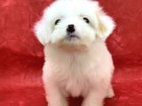 KAR BEYAZ DİŞİ MALTESE TERRIER YAVRUMUZ