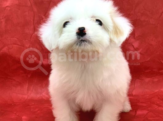 Kar Beyaz Di̇şi̇ Maltese Terrier Yavrumuz