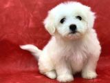 Kar Beyaz Di̇şi̇ Maltese Terrier Yavrumuz