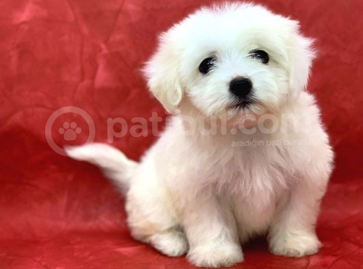 Kar Beyaz Di̇şi̇ Maltese Terrier Yavrumuz görsel