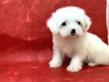 Kar Beyaz Di̇şi̇ Maltese Terrier Yavrumuz