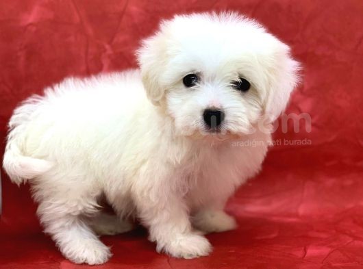 Kar Beyaz Di̇şi̇ Maltese Terrier Yavrumuz görsel