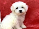 Kar Beyaz Di̇şi̇ Maltese Terrier Yavrumuz