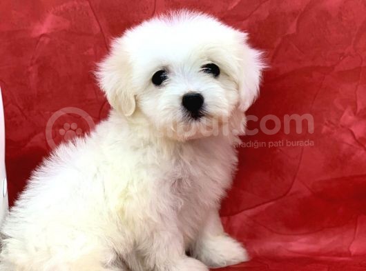 Kar Beyaz Di̇şi̇ Maltese Terrier Yavrumuz görsel