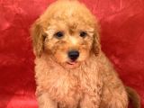 Apricot Renk Erkek Poodle Yavrumuz
