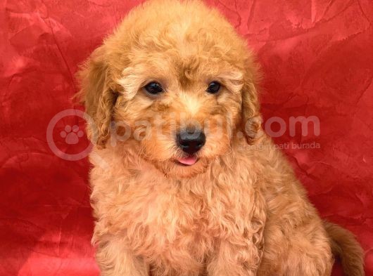 Apricot Renk Erkek Poodle Yavrumuz görsel