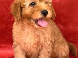 Apricot Renk Erkek Poodle Yavrumuz