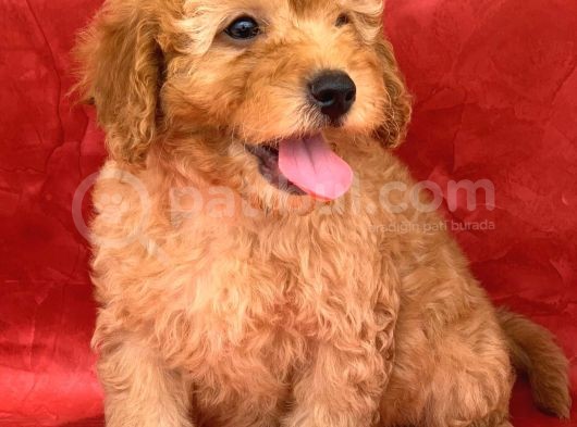Apricot Renk Erkek Poodle Yavrumuz görsel