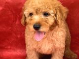 Apricot Renk Erkek Poodle Yavrumuz
