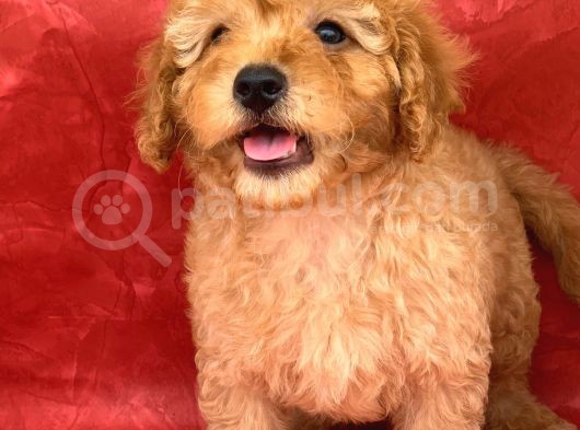 Apricot Renk Erkek Poodle Yavrumuz görsel