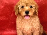 APRICOT RENK ERKEK POODLE YAVRUMUZ