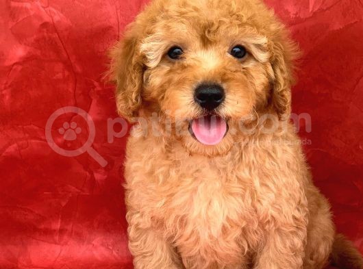Apricot Renk Erkek Poodle Yavrumuz