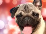 Sevi̇mli̇ Irk Pug Mops