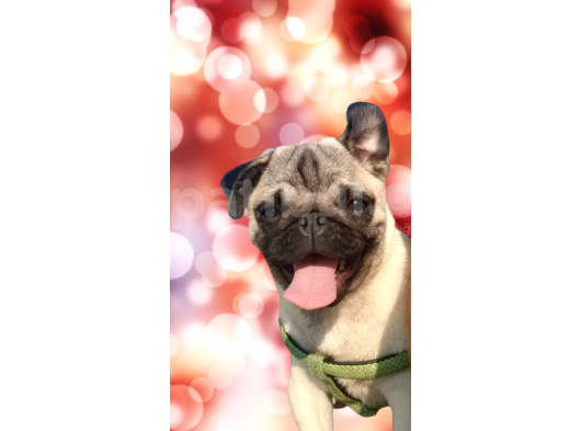Sevi̇mli̇ Irk Pug Mops görsel