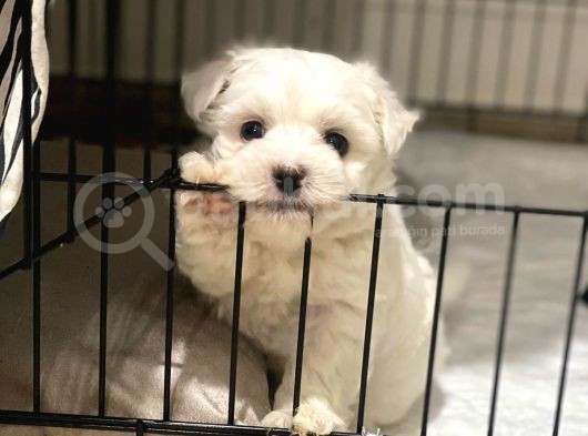 Maltese Yavruları görsel