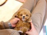 Kore Kani A Kali̇te Toy Poodle Yavrularim