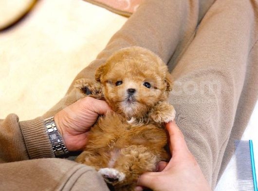 Kore Kani A Kali̇te Toy Poodle Yavrularim görsel