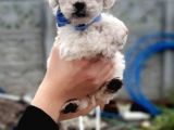 Kar Beyaz Maltese Terrier Yavrular
