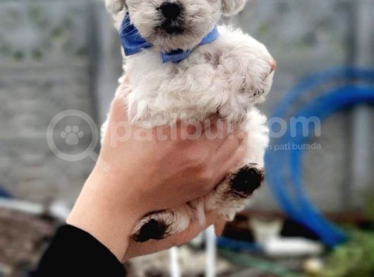 Kar Beyaz Maltese Terrier Yavrular