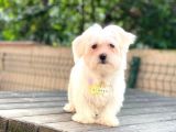 Orijinal Dişi Maltese Bebeğim