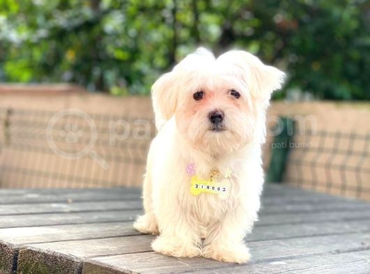 Orijinal Dişi Maltese Bebeğim görsel