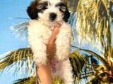 Morkie Bebekler